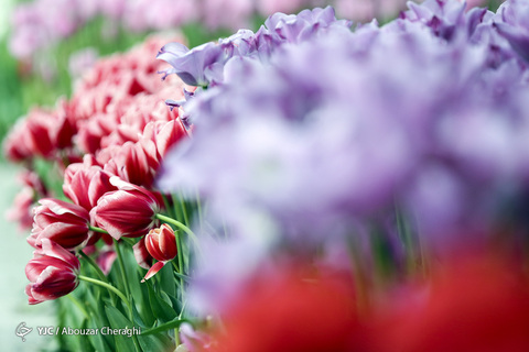 لاله‌ای برای مادران