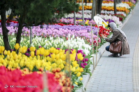 لاله‌ای برای مادران
