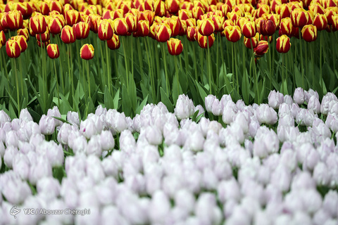 لاله‌ای برای مادران