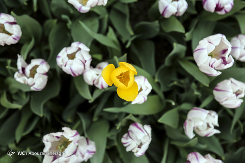 لاله‌ای برای مادران