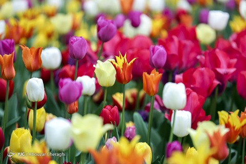 لاله‌ای برای مادران