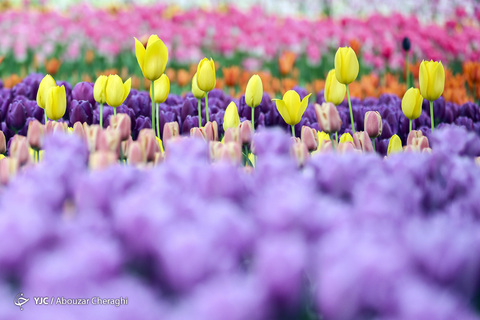 لاله‌ای برای مادران