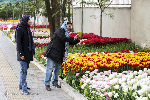لاله‌ای برای مادران