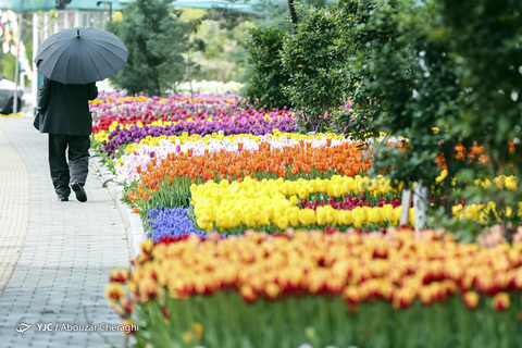 لاله‌ای برای مادران