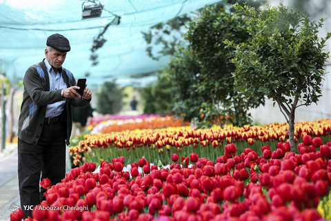 لاله‌ای برای مادران
