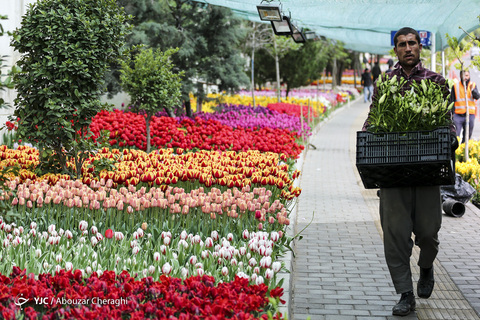 لاله‌ای برای مادران