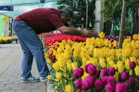لاله‌ای برای مادران