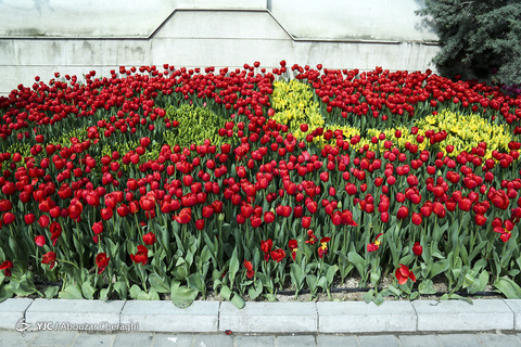 لاله‌ای برای مادران