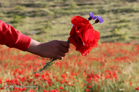 دشت گل‌های شقایق شیراز