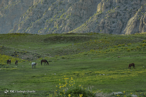 بهار یاسوج