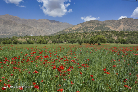 بهار یاسوج