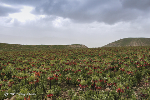 بهار یاسوج