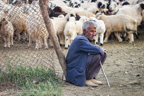 پشم چینی گوسفندان