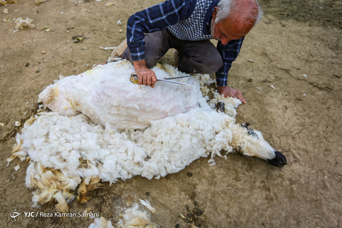 پشم چینی گوسفندان
