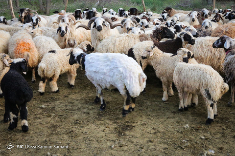 پشم چینی گوسفندان