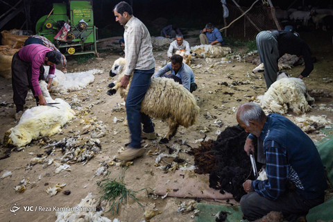 پشم چینی گوسفندان