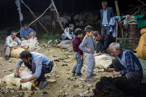 پشم چینی گوسفندان