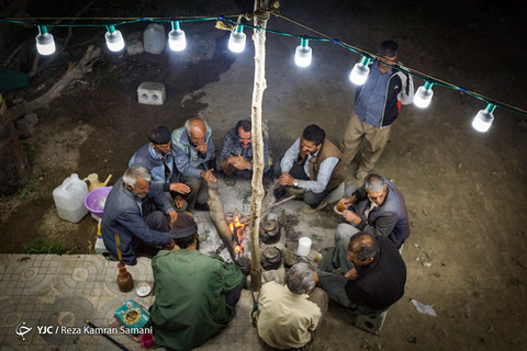 پشم چینی گوسفندان