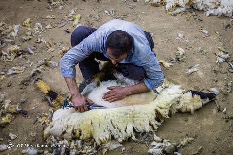 پشم چینی گوسفندان