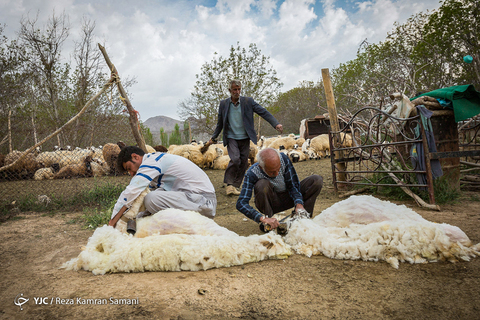 پشم چینی گوسفندان