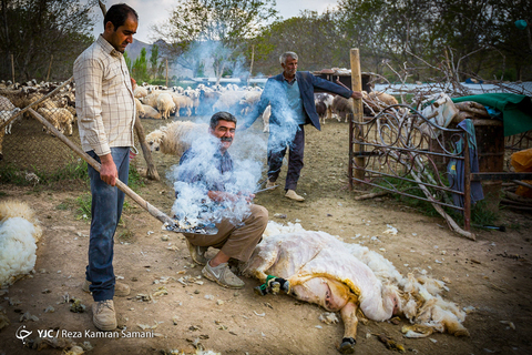 پشم چینی گوسفندان
