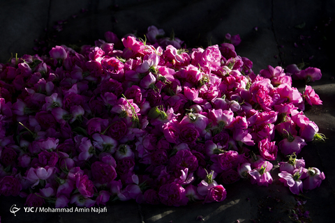 برداشت گل محمدی در همدان