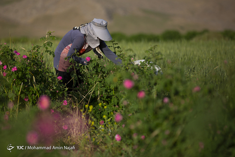 برداشت گل محمدی در همدان