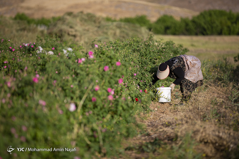 برداشت گل محمدی در همدان
