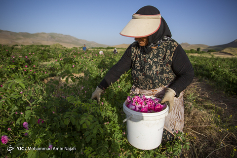 برداشت گل محمدی در همدان