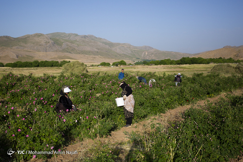 برداشت گل محمدی در همدان