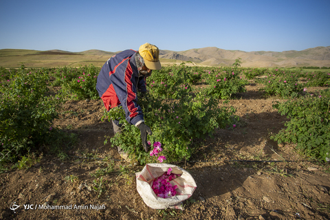 برداشت گل محمدی در همدان