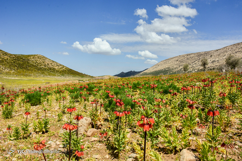 دشت لاله های واژگون ساورز کهگیلویه و بویراحمد