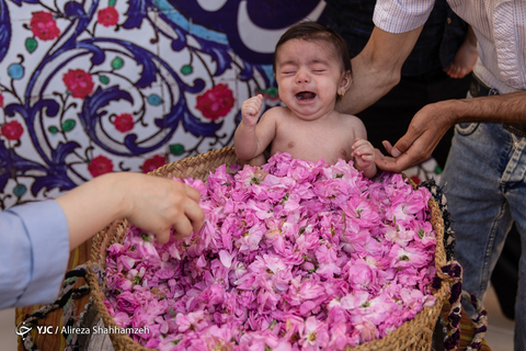 جشنواره ملی گل غلتان در کاشان