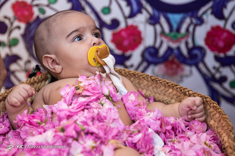 جشنواره ملی گل غلتان در کاشان