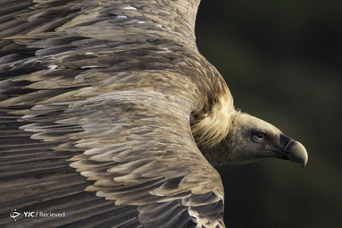 griffin، یکجور لاشخور در آسمان پارک ملی اسپانیا