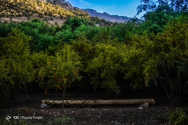 «هه‌نار» داستان صالح، پیرمرد ۶۵ ساله اهل روستای بلبر هورامان