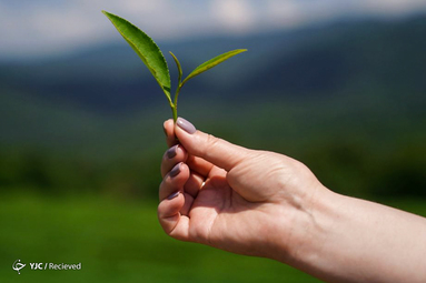 مزارع چای در روسیه