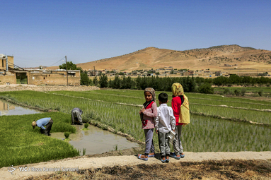 نشاء برنج در لردگان