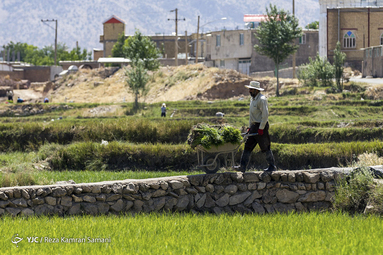 نشاء برنج در لردگان