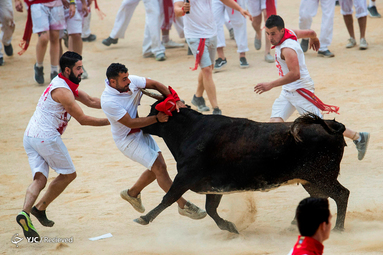 جشنواره گاو بازی سن‌فرمین