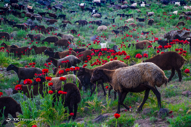 ایرانِ ما؛ گنبد گیتی، دماوند