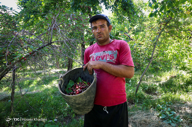 برداشت گیلاس از باغات روستای هزاوه