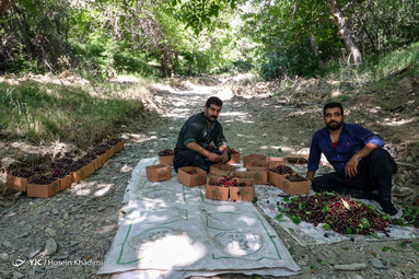 برداشت گیلاس از باغات روستای هزاوه