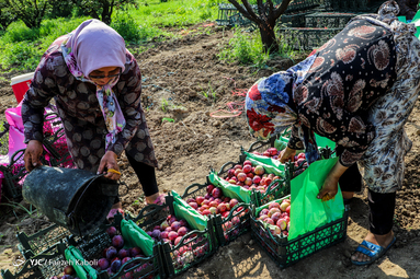برداشت آلو از باغات غرب استان گلستان