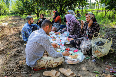 برداشت آلو از باغات غرب استان گلستان
