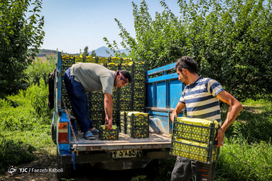 برداشت آلو از باغات غرب استان گلستان