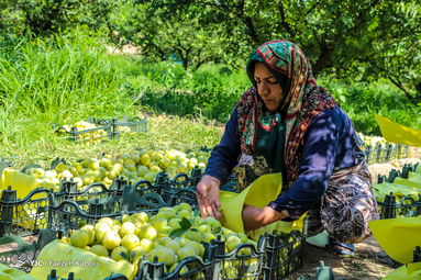 برداشت آلو از باغات غرب استان گلستان