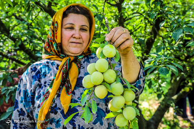 برداشت آلو از باغات غرب استان گلستان