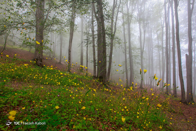 جنگل‌های هیرکانی/ مسیر قله درازنو گلستان