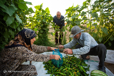 برداشت خیار از مزارع همدان